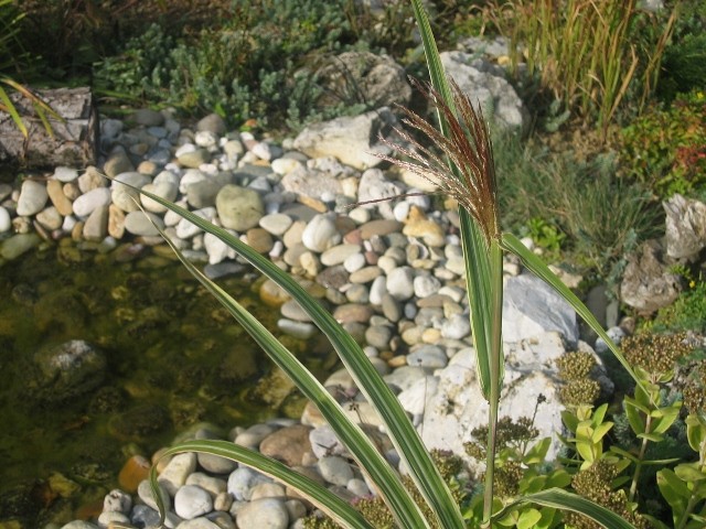 Miscanthus sinensis Cosmopolitan